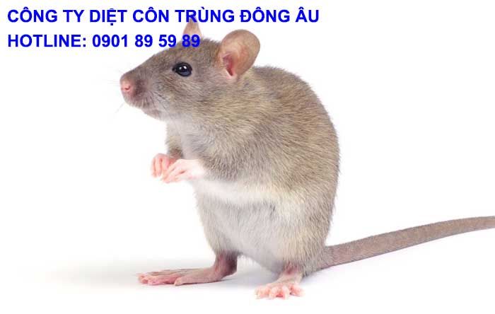 Công ty diệt chuột Quận Tân Phú