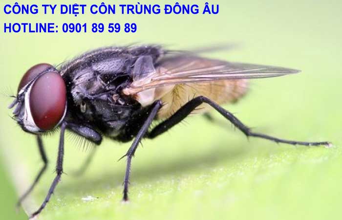 Công ty diệt ruồi Huyện Hóc Môn