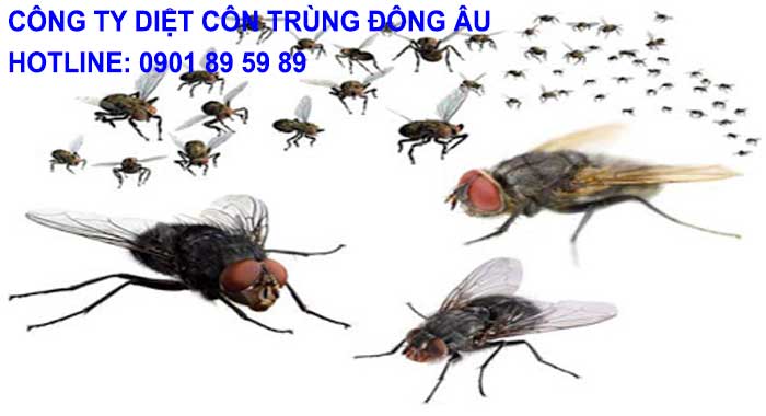 Công ty diệt ruồi Quận Gò Vấp